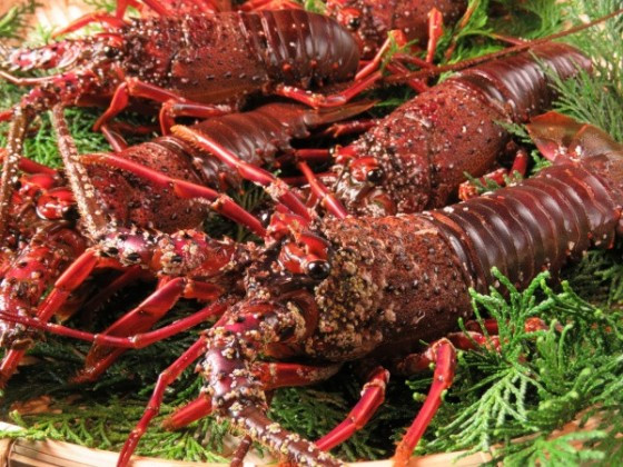 伊勢海老まつり　11/14まで、開催中！