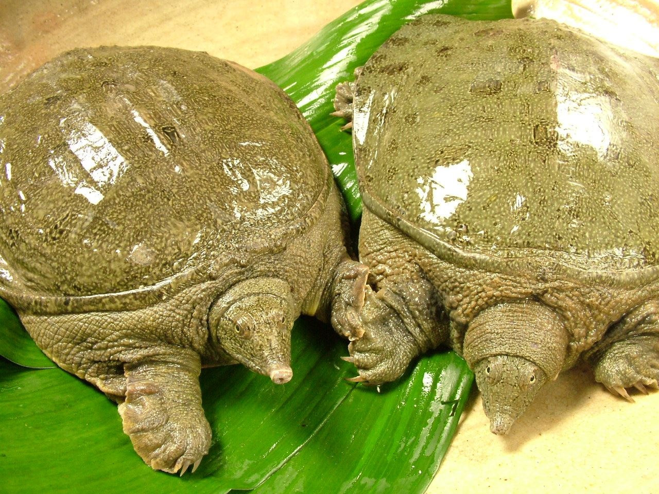【歓送迎会】すっぽん・くえ祭り
