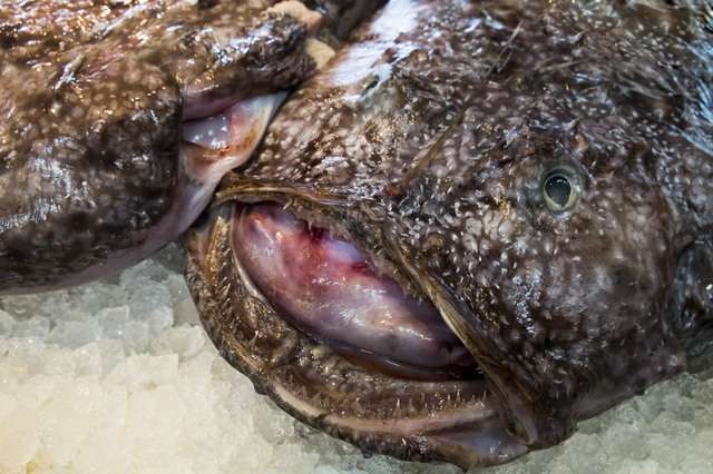 【忘新年会】ふぐ祭り　11/15～1/末まで、開催！